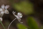 Carolina milkweed